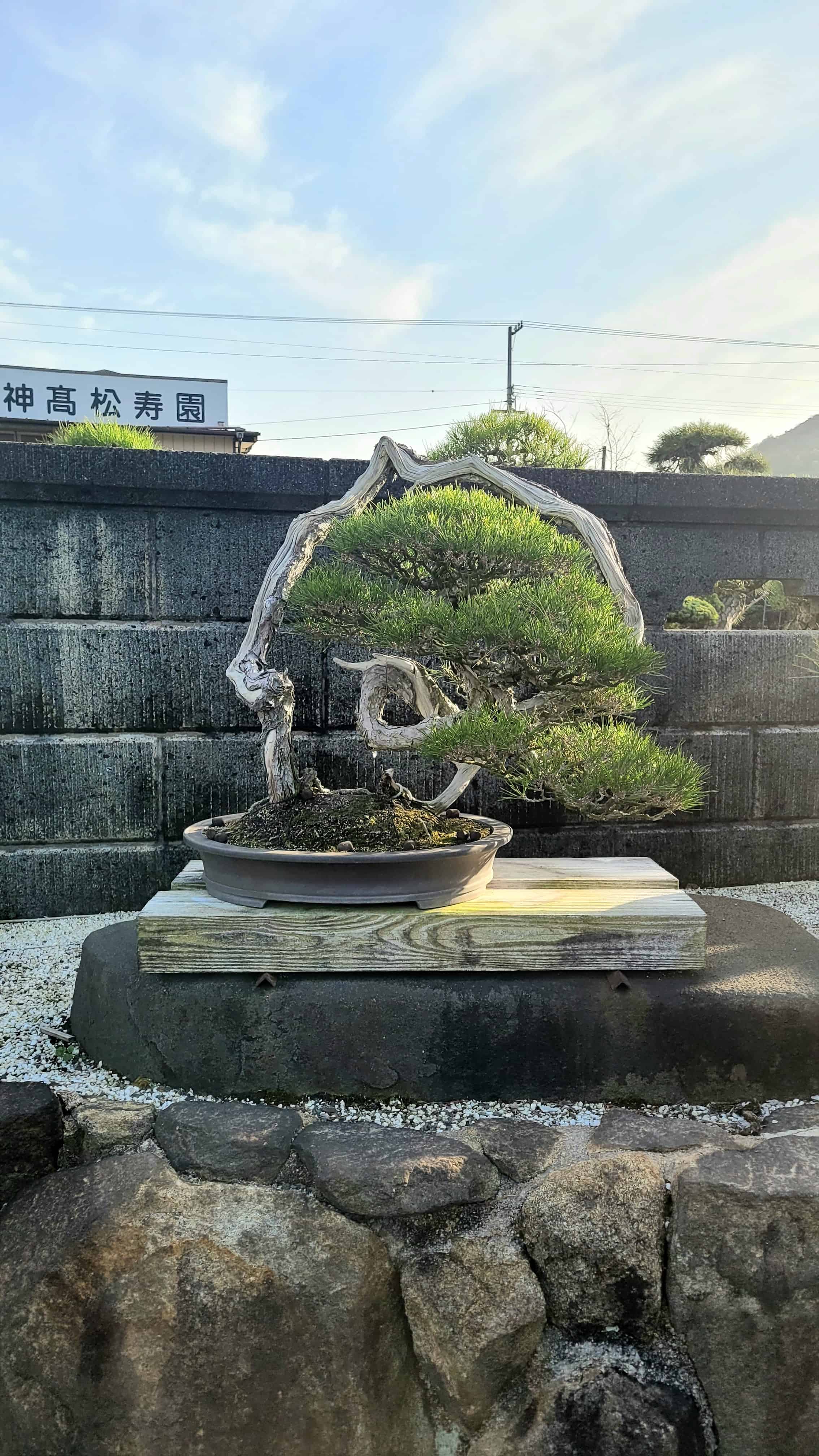 A pine bonsai tree from yoseien in Japan